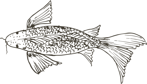 Hand drawn fish on transparent background. png
