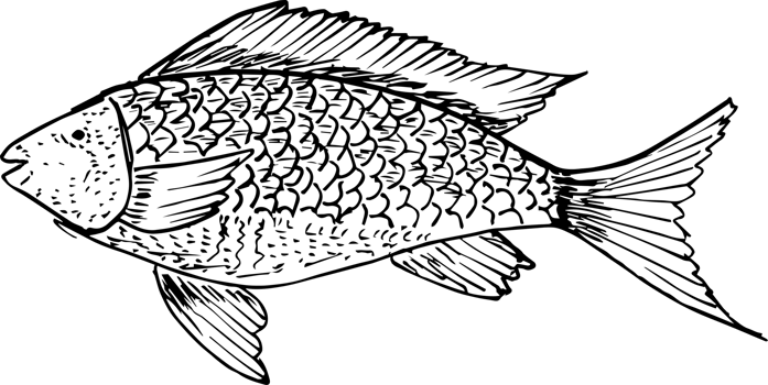 Hand drawn fish on transparent background. png