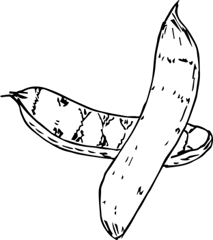 Hand drawn green peas on transparent background. png