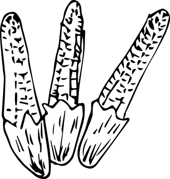 Hand drawn baby corn on transparent background. png