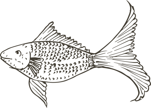 Hand drawn fish on transparent background. png