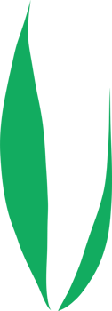 Leaf cartoon flat design. png