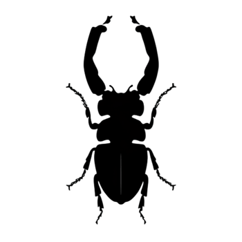 Beetle Silhouette Illustration PNG Transparent Background
