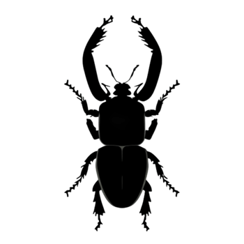 Beetle Silhouette Illustration PNG Transparent Background