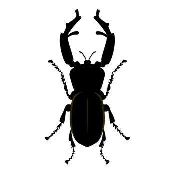 Beetle Silhouette Illustration PNG Transparent Background