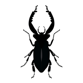 Beetle Silhouette Illustration PNG Transparent Background