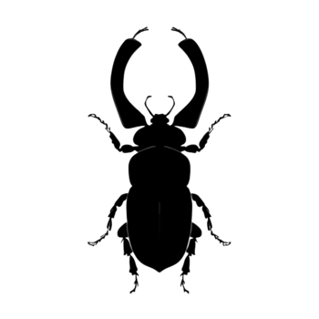 Beetle Silhouette Illustration PNG Transparent Background