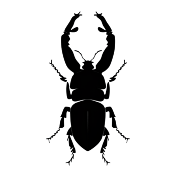 Beetle Silhouette Illustration PNG Transparent Background
