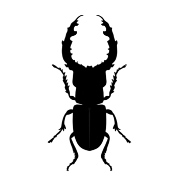 Beetle Silhouette Illustration PNG Transparent Background