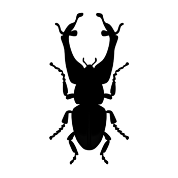 Beetle Silhouette Illustration PNG Transparent Background