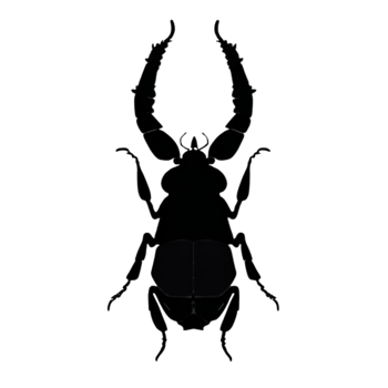 Beetle Silhouette Illustration PNG Transparent Background
