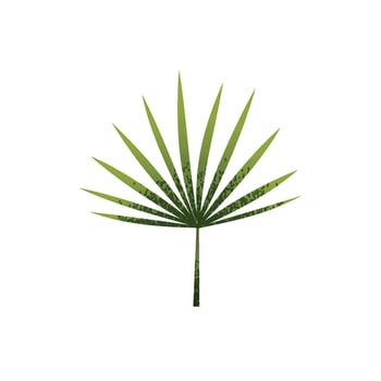 Tropical green leaves isolated  illustration vector