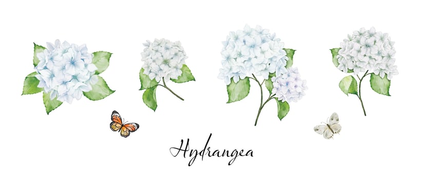 Set of watercolor white hydrangea flowers bouquets and butterflies vector