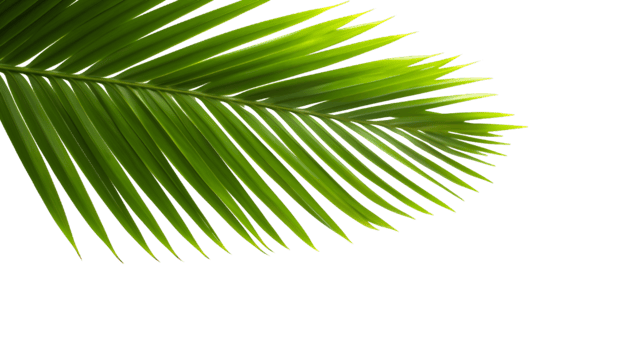 AI generated palm leaf on transparent background png