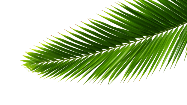 AI generated palm leaf on transparent background png