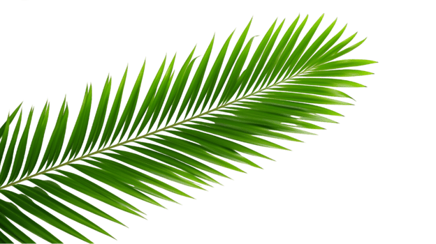 AI generated palm leaf on transparent background png