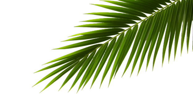 AI generated palm leaf on transparent background png