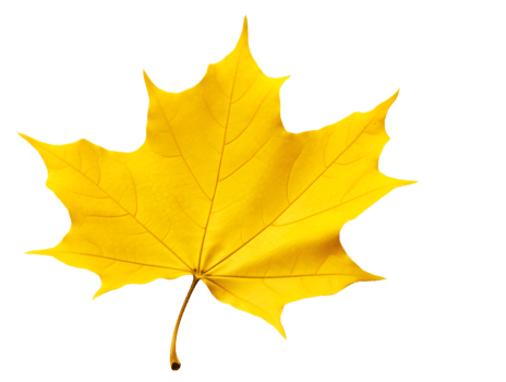 AI generated autumn leaves falling on transparent background png