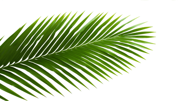 AI generated coconut palm leaves png