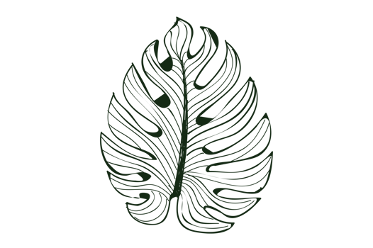 Monstera leaf pattern isolate on transparent background PNG file