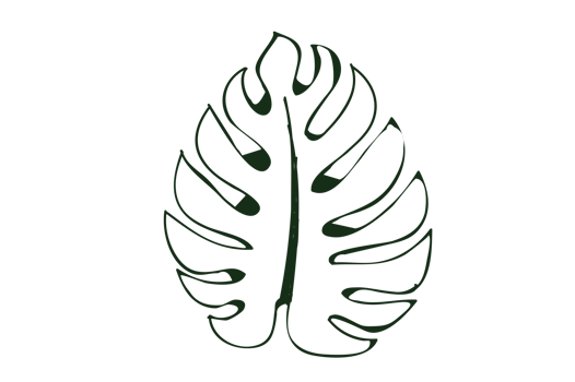 Monstera leaf pattern isolate on transparent background PNG file