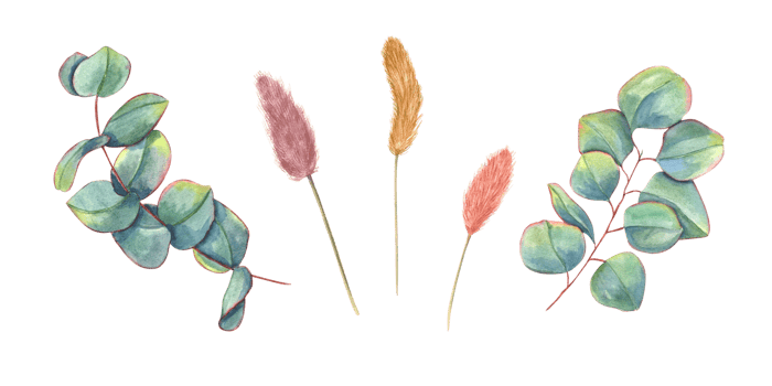 Set with eucalyptus leaves and lagurus spikelet. Greenery leaf and dried plants. Watercolor illustration for wedding design, invitation, greetings png