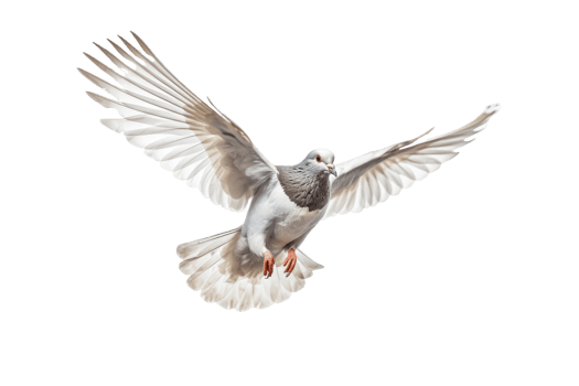 Pigeon isolate on white transparent background , AI Generative png