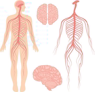 Human brain and central and peripheral nervous system for doctors and surgeons isolated on white background vector