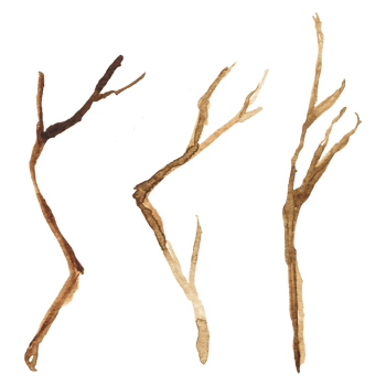 Watercolor illustration of dry tree branches . rune drawing png