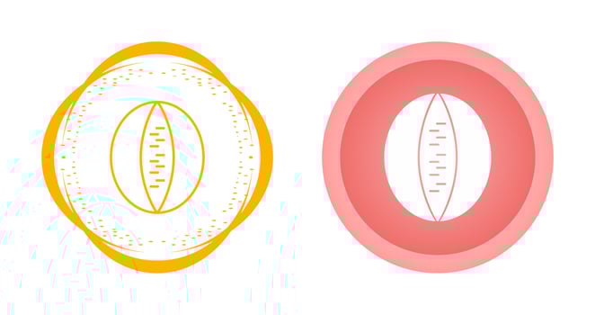 Rockmelon Vector Icon