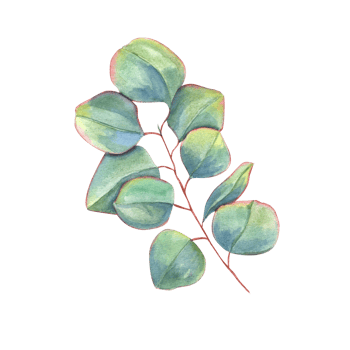 Green eucalyptus leaves. Silver dollar greenery, branch, leaf. Watercolor illustration for wedding invitation, stationary, greetings, logo, poster png