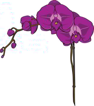 Hand drawn purple orchid vector