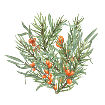 Spruce Branches and Juicy Sea Buckthorn. Winter watercolor illustration. For the design of invitation, greetings, advertising posters, New Year cards png