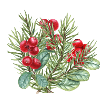 Composition with Spruce Branches and Juicy red Cranberries. Winter watercolor illustration. For the design of invitation, greetings, advertising posters, New Year cards png