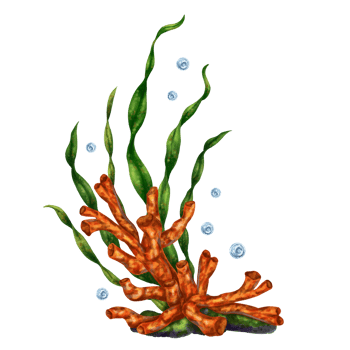 A bright tropical composition with underwater flora. Red coral, seaweed and rock. Digital illustration. For printing, stickers, posters, postcards, prints png