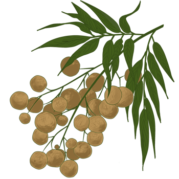 water color of longan png