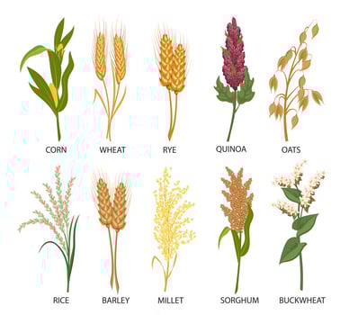 Set of cereals, grain plants. Wheat, rye, oats, rice, buckwheat, corn, quinoa, sorghum, barley, millet, spikelets. Harvest, agriculture. Illustration, vector