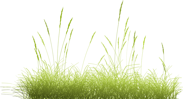 prairie grass clipart png