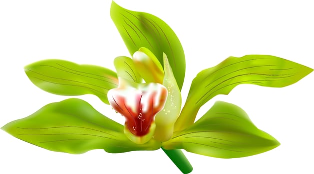 Green Orchid Flower Vector on white background. Single Orchid. 3d realistic Vector Orchid Illustration.
