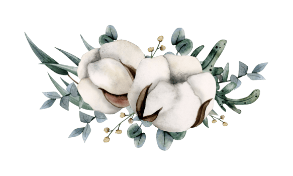 Watercolor cotton dry flowers and eucalyptus branches horizontal composition banner illustration. Winter rustic card for floral wedding designs png