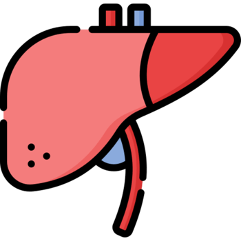 liver icon design png
