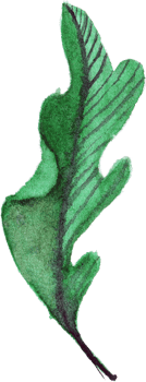 Leaves Watercolor Underwater Plants png