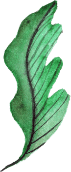 Leaves Watercolor Underwater Plants png