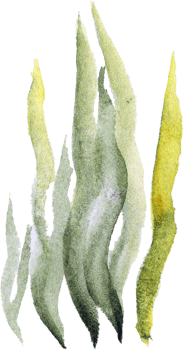 Seaweed Watercolor Underwater Plants png
