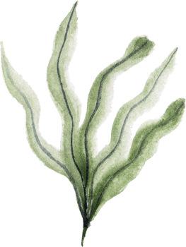 Seaweed Watercolor Underwater Plants png
