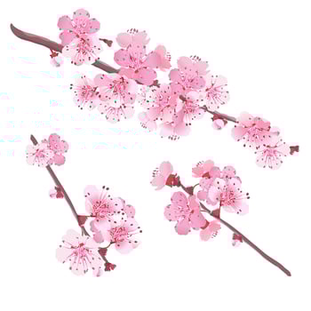 Illustration of cherry trees on a green background. Festive banner for spring holiday. Spring pink flowers. Vektor graphic of Sakura. vector