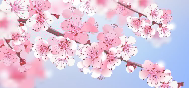Summer landscape vector illustration. Vintage realistic invitation template with pink sakura. Floral greeting card. Beautiful print with blossoming dark and light cherry flowers on blue sky.