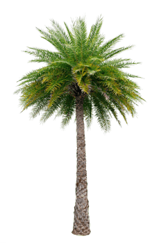 Large palm trees are used to decorate the garden isolate on transparent background PNG file