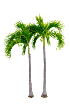 Large palm trees are used to decorate the garden isolate on transparent background PNG file