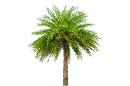 Large palm trees are used to decorate the garden isolate on transparent background PNG file